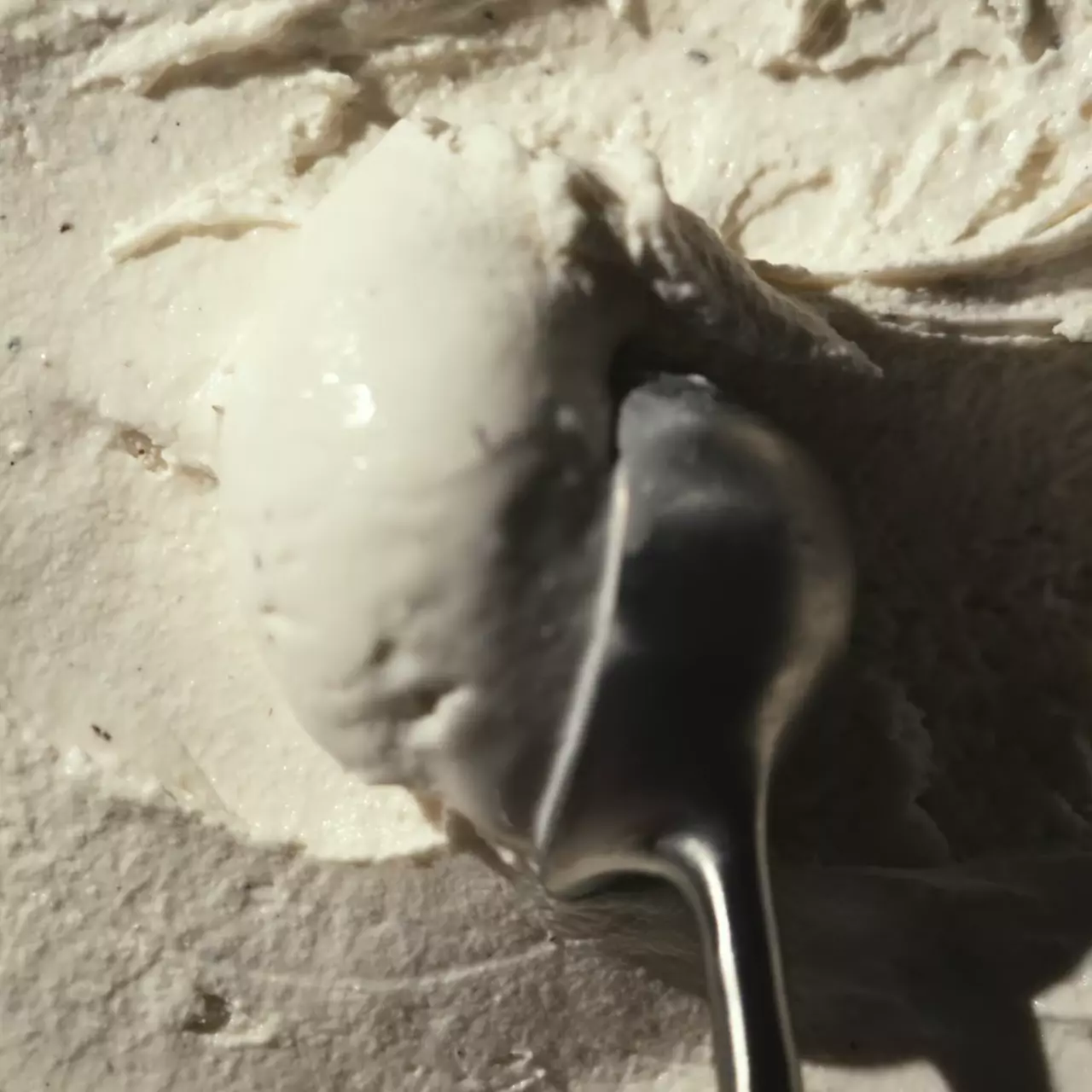 Vanilla Bean - Image 3